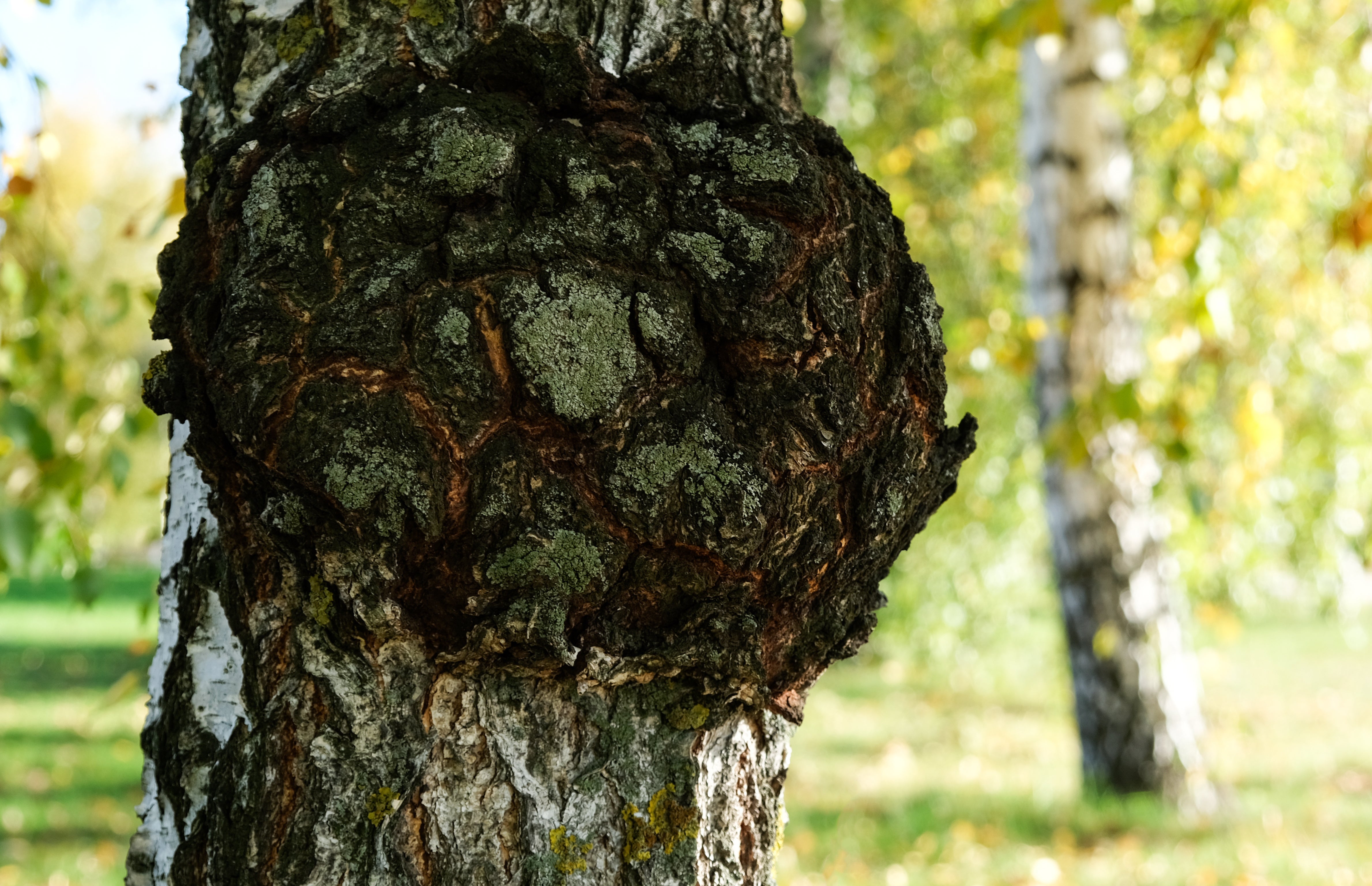 False Chaga: How to Spot Imitation Mushrooms \u2013 Troomy Nootropics