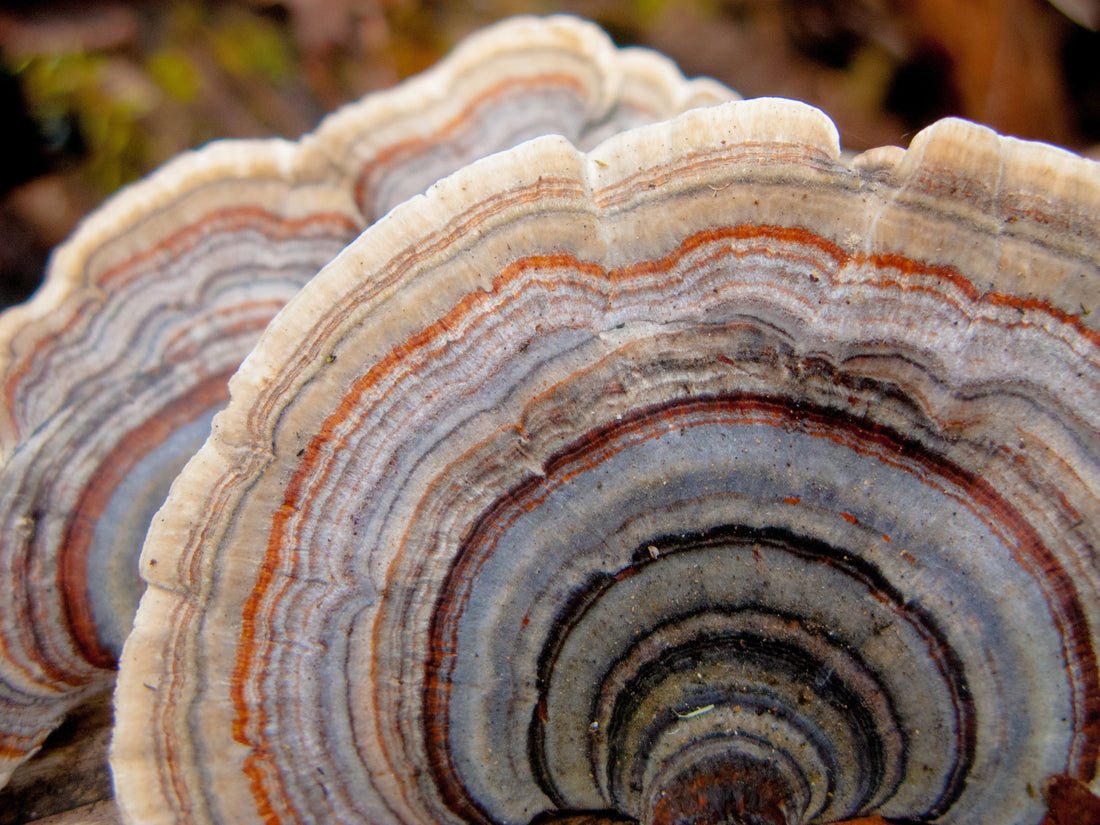 Mushroom Powders - Functional Mushrooms  - Health benefits - Holistic Wellness -  Energy - Sleep - Mood Balance - Brain Health - Lion’s Mane - Reishi - Cordyceps - Troomy Nootropics in Whittier, CA