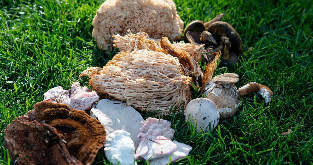 Functional Mushrooms  - Health benefits - Holistic Wellness -  Energy - Sleep - Mood Balance - Brain Health - Lionโs Mane - Reishi - Cordyceps - Troomy Nootropics in Whittier, CA