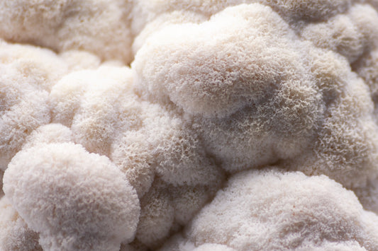 Lion’s Mane Mushroom - Brain Cognition - Mental Clarity - Focus Support - Brain Support - Troomy Nootropics in Whittier, CA