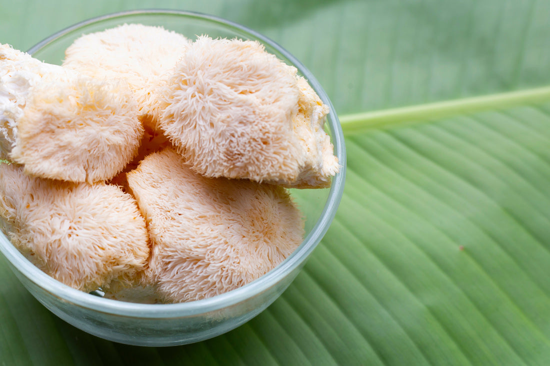 Lion’s Mane Mushroom - Brain Cognition - Mental Clarity - Focus Support - Brain Support - Troomy Nootropics in Whittier, CA