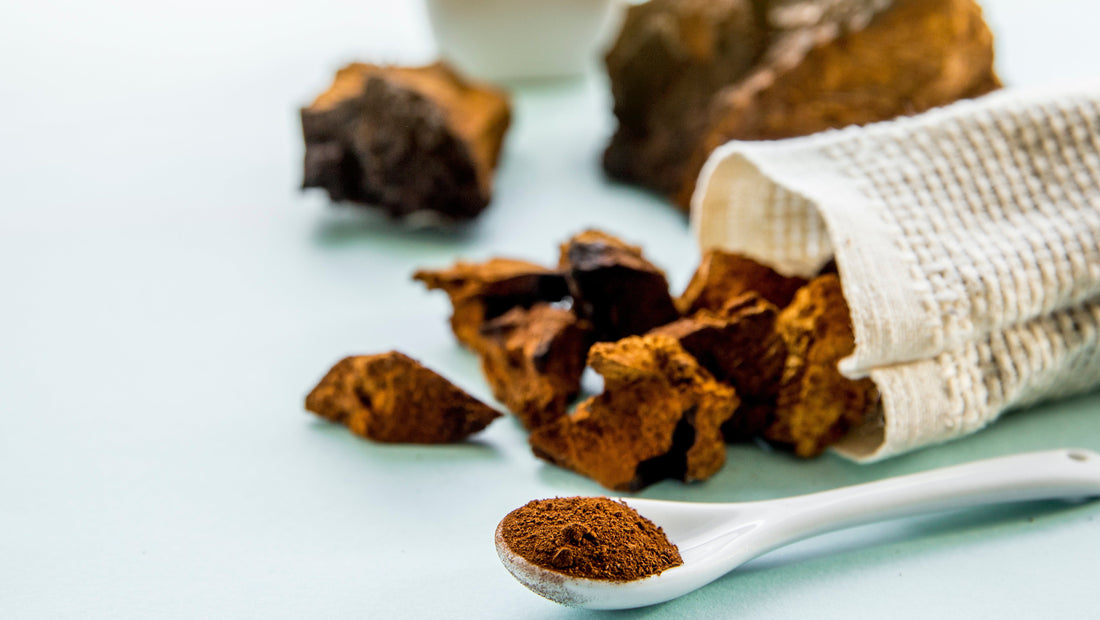 Chaga - Functional Mushrooms  - Nootropics - Adaptogens - Health benefits - Holistic Wellness  - Troomy Nootropics in Whittier, CA