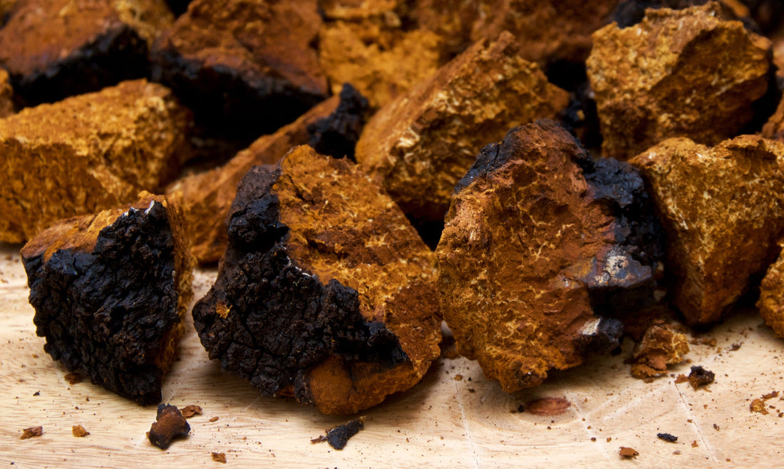 Chaga Mushrooms - Functional Mushrooms  - Nootropics - Adaptogens - Health benefits - Holistic Wellness  - Troomy Nootropics in Whittier, CA
