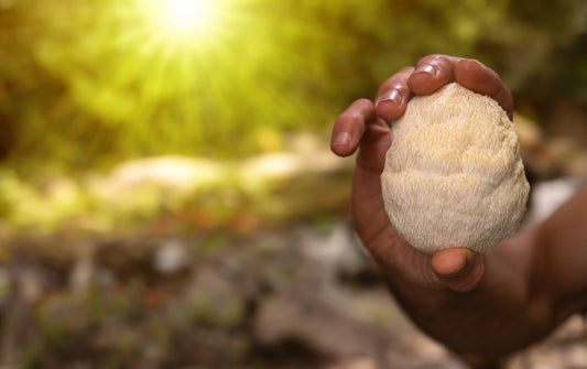 ADHD - Lion’s Mane Mushroom - Brain Cognition - Mental Clarity - Focus Support - Brain Support - Troomy Nootropics in Whittier, CA