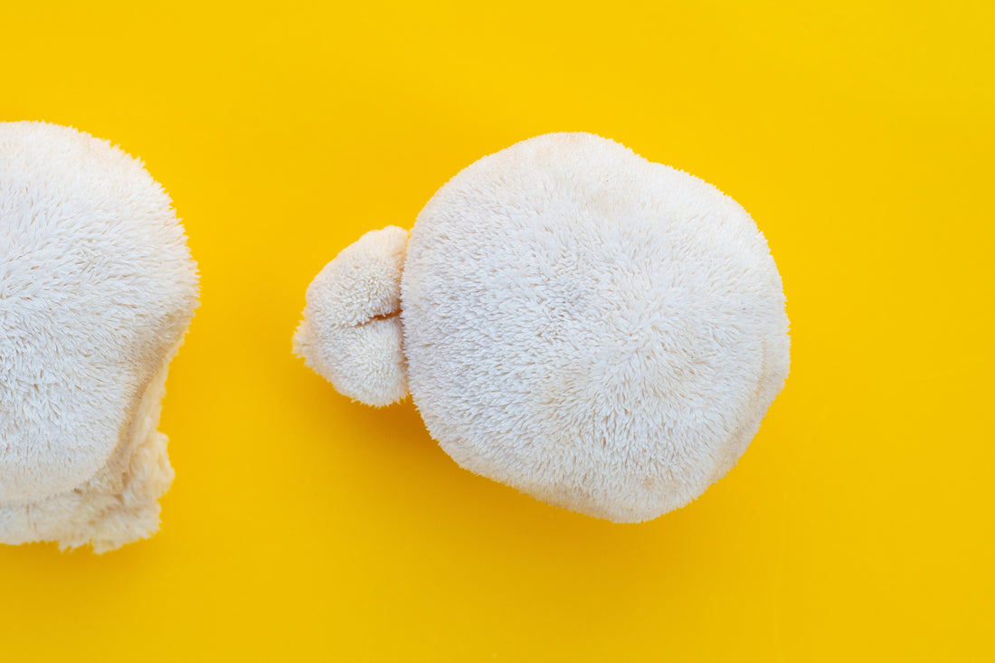 Lion’s Mane Mushroom - Brain Cognition - Mental Clarity - Focus Support - Brain Support - Troomy Nootropics in Whittier, CA