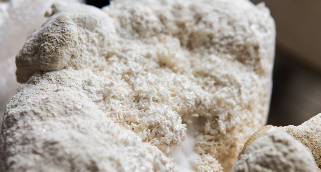 Lion's Mane - Capsules - Brain Cognition - Mental Clarity - Focus Support - Brain Support - Troomy Nootropics in Whittier, CA
