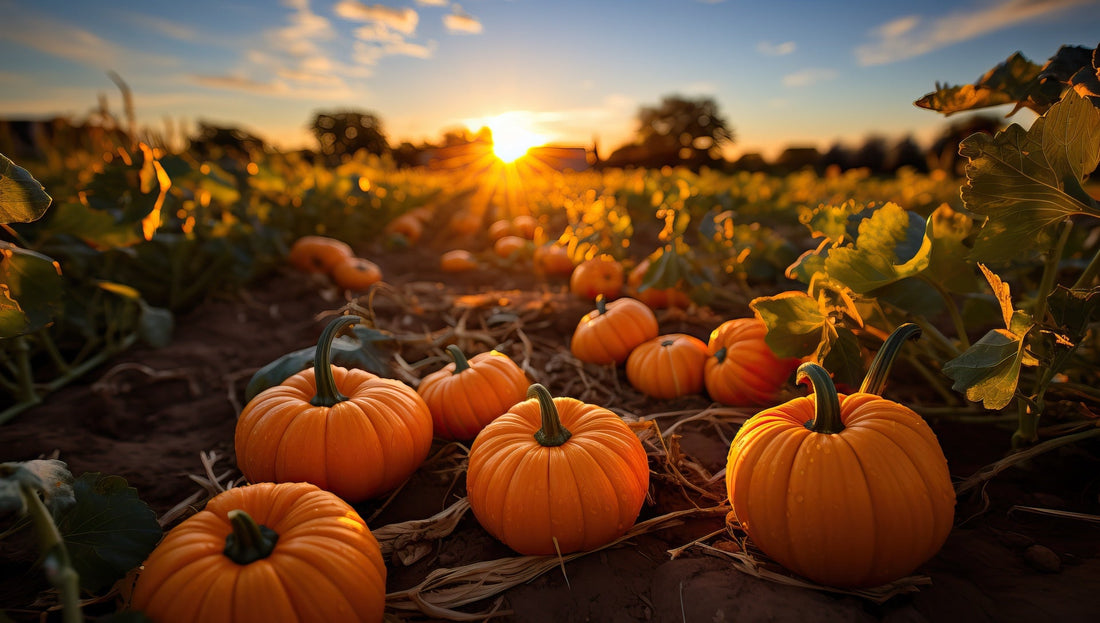 Pumpkin Patch - Fall Season - Halloween - Sweater Weather - Fall Meal Prep - Troomy Nootropics in Whittier, CA