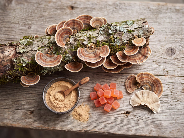 Turkey Tail Mushroom Benefits, Uses and How to Take It