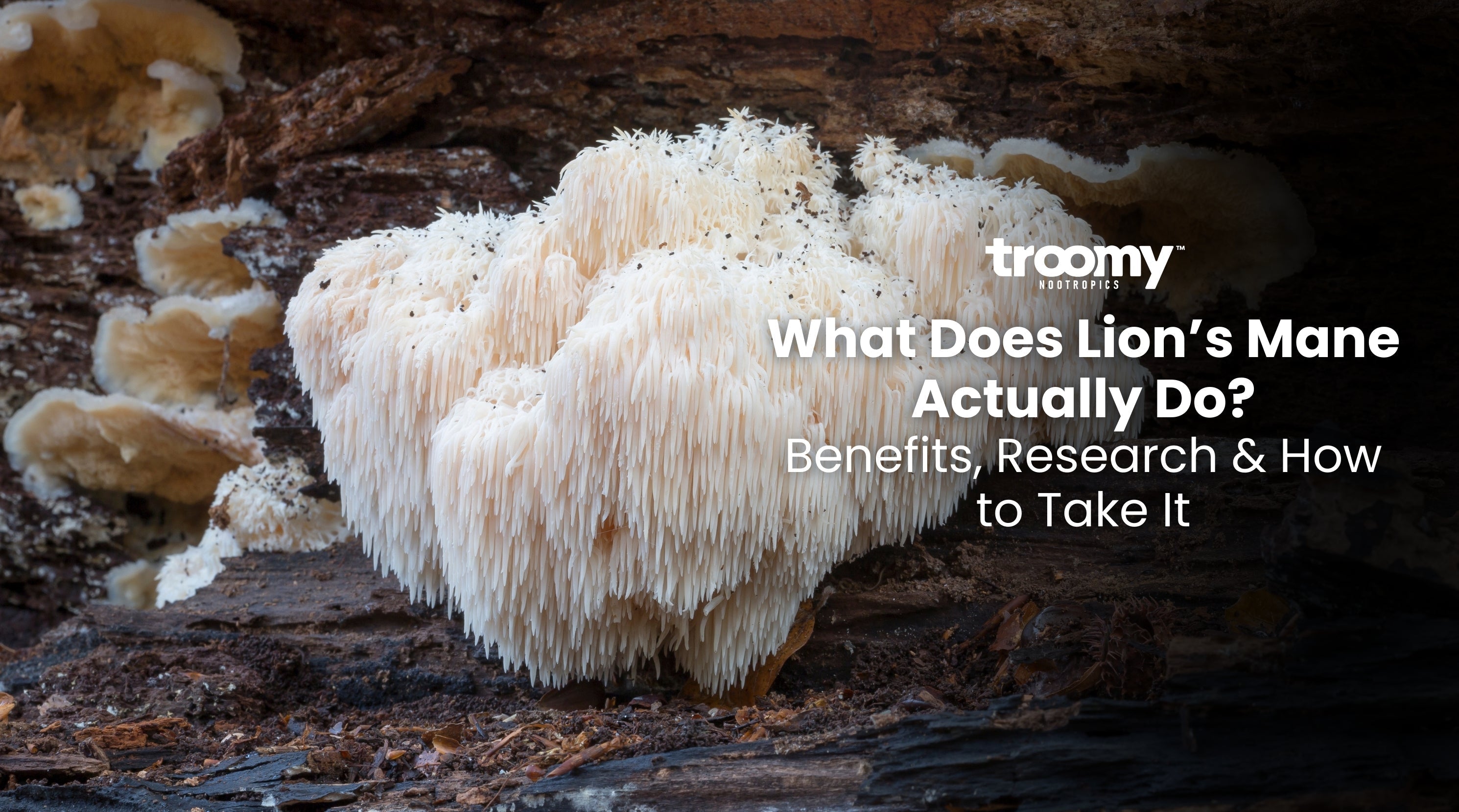 What Does Lion’s Mane Actually Do? | Troomy Nootropics