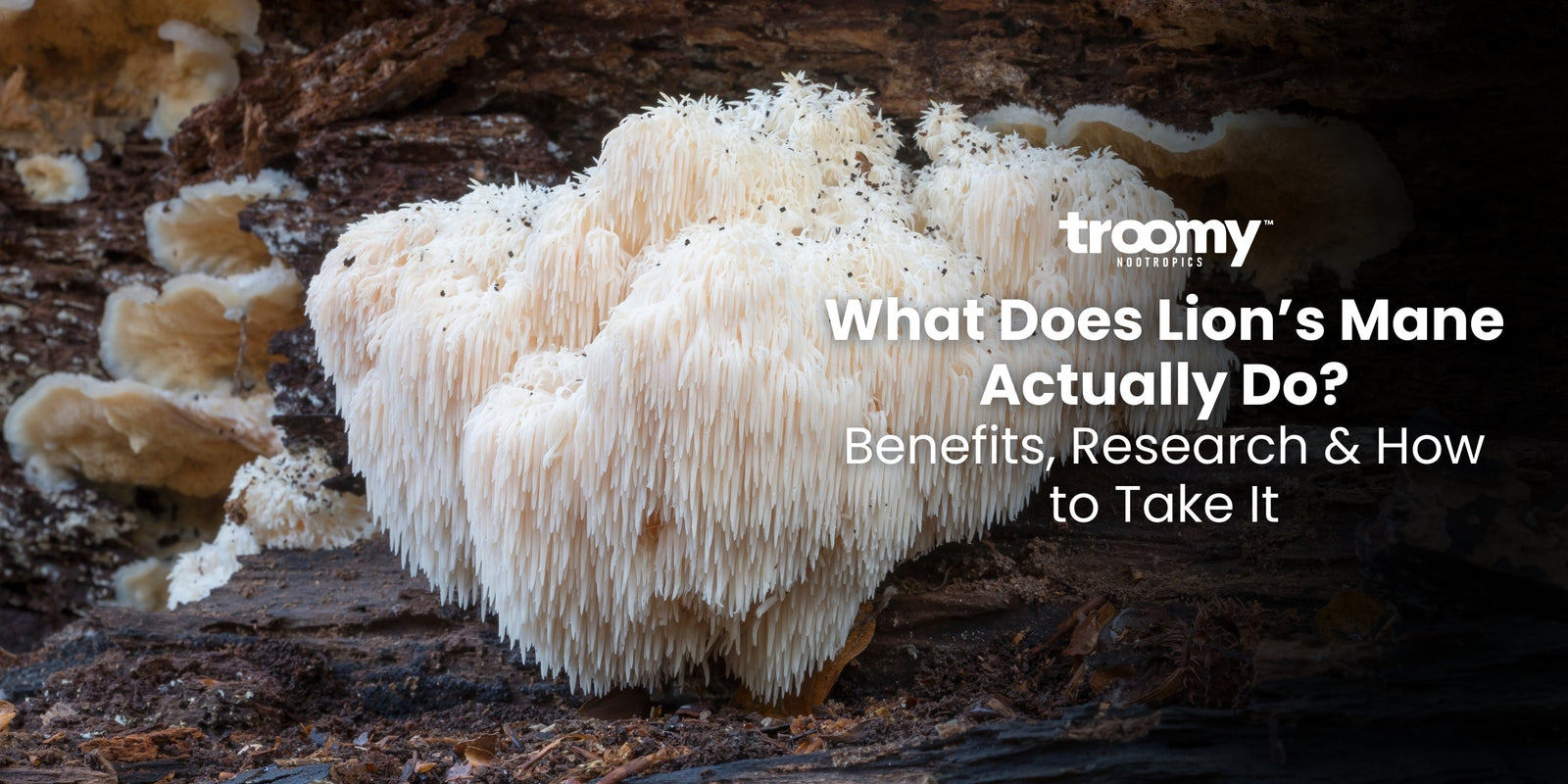 lion's mane benefits