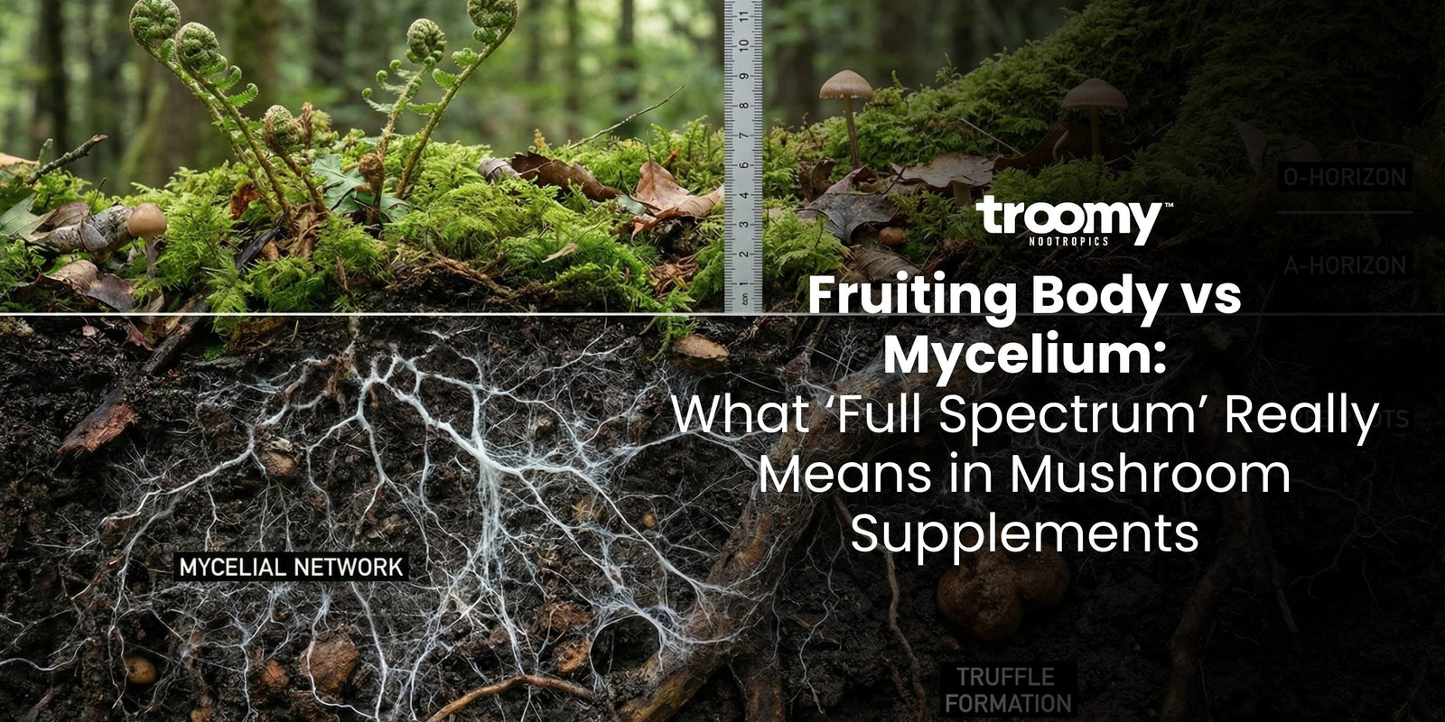 fruiting body vs mycelium