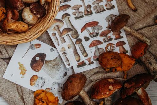 Functional Mushrooms  - Health benefits - Holistic Wellness -  Energy - Sleep - Mood Balance - Brain Health - Lion’s Mane - Reishi - Cordyceps - Troomy Nootropics in Whittier, CA