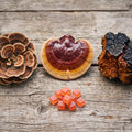 Mushroom Gummies for Immunity The Best Functional Mushrooms for Immune Support