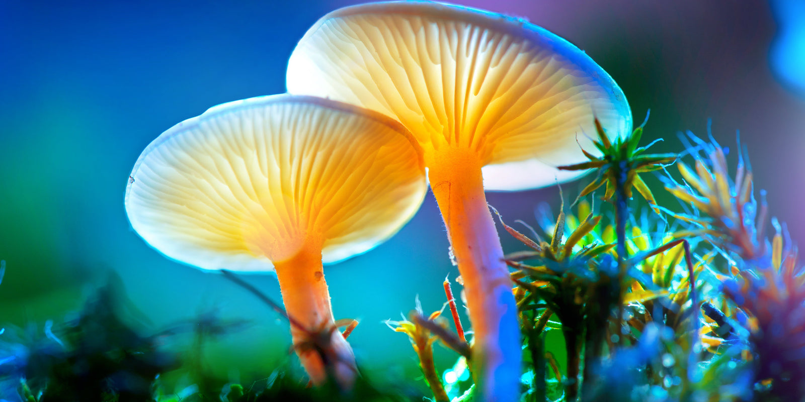 Magic Mushrooms - Functional Mushrooms  - Health benefits - Holistic Wellness -  Energy - Sleep - Mood Balance - Brain Health - Lion’s Mane - Reishi - Cordyceps - Troomy Nootropics in Whittier, CA