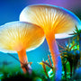 Magic Mushrooms - Functional Mushrooms  - Health benefits - Holistic Wellness -  Energy - Sleep - Mood Balance - Brain Health - Lion’s Mane - Reishi - Cordyceps - Troomy Nootropics in Whittier, CA