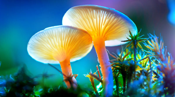 Magic Mushrooms - Functional Mushrooms  - Health benefits - Holistic Wellness -  Energy - Sleep - Mood Balance - Brain Health - Lion’s Mane - Reishi - Cordyceps - Troomy Nootropics in Whittier, CA