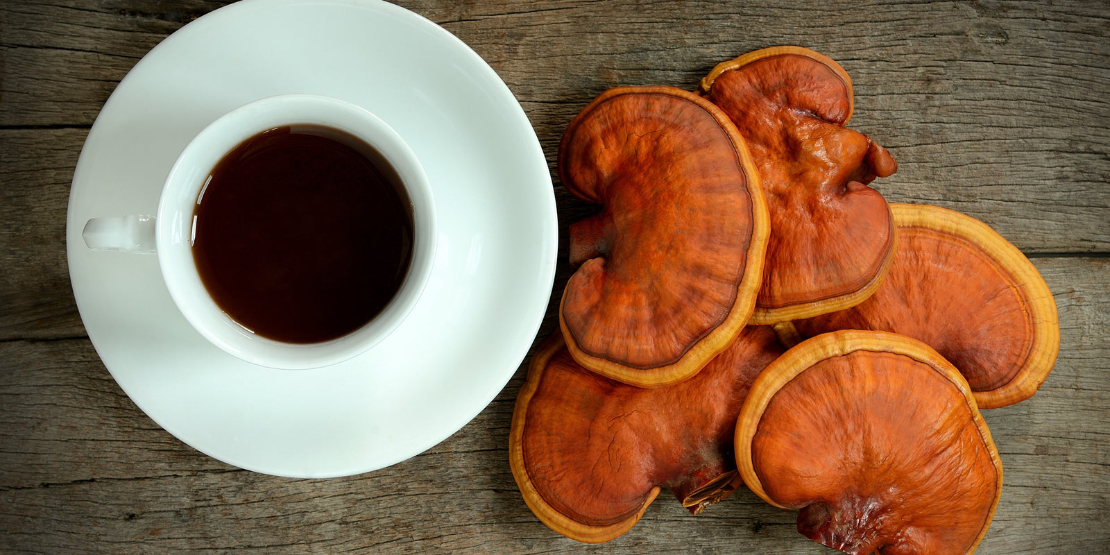 Reishi Mushroom - Calm - Stress Relief - Mood Support - Sleep Support - Troomy Nootropics in Whittier, CA