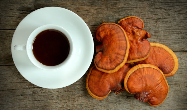 Reishi Mushroom - Calm - Stress Relief - Mood Support - Sleep Support - Troomy Nootropics in Whittier, CA