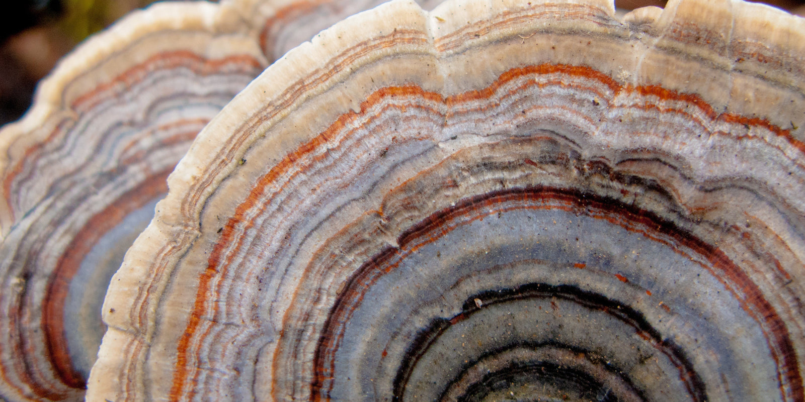 Mushroom Powders - Functional Mushrooms  - Health benefits - Holistic Wellness -  Energy - Sleep - Mood Balance - Brain Health - Lion’s Mane - Reishi - Cordyceps - Troomy Nootropics in Whittier, CA