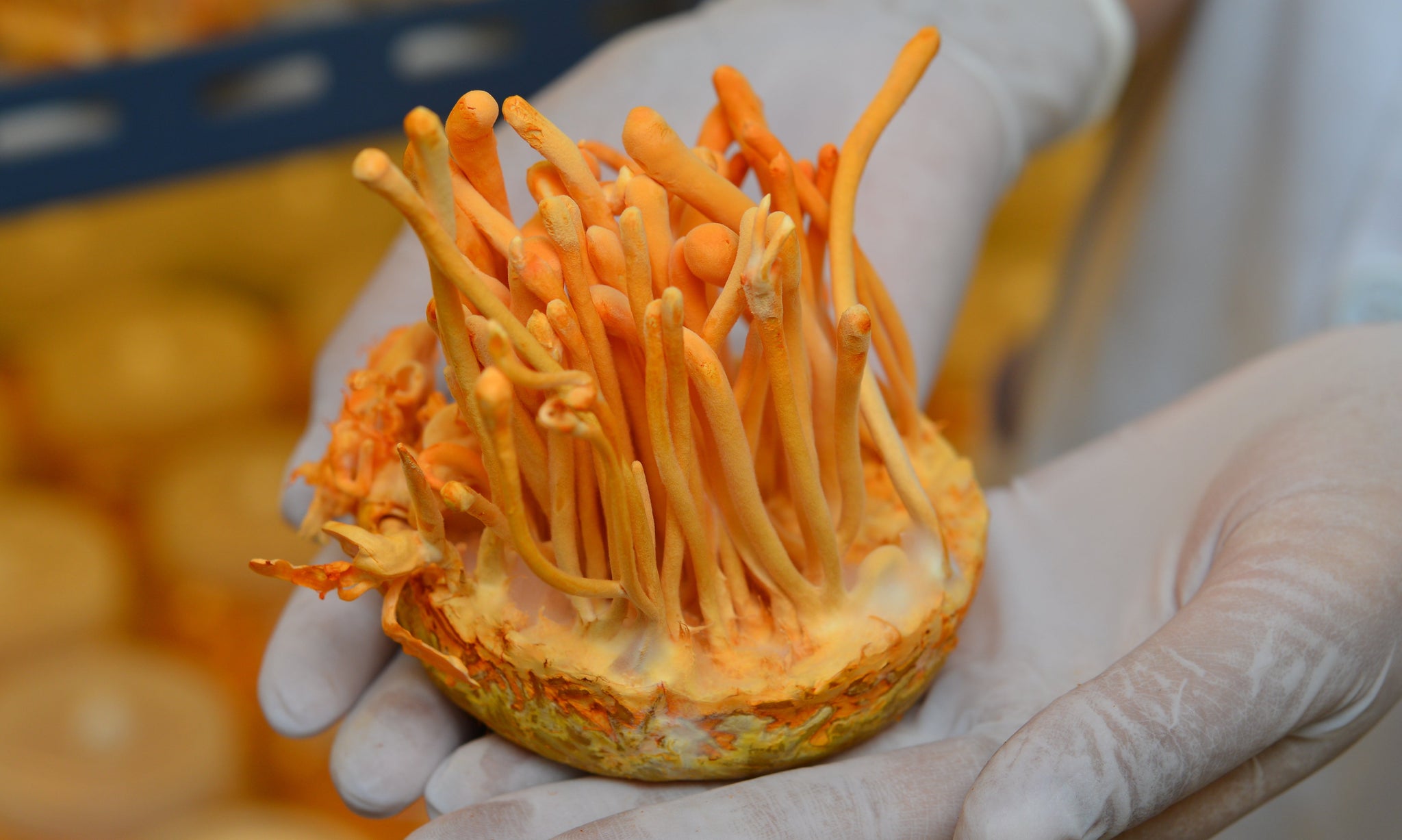 Best Functional Mushrooms for Stress and Anxiety Troomy Nootropics