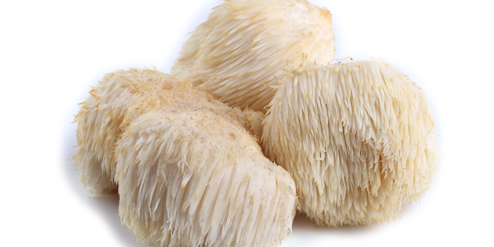 Lion’s Mane Mushroom - Brain Cognition - Mental Clarity - Focus Support - Brain Support - Troomy Nootropics in Whittier, CA