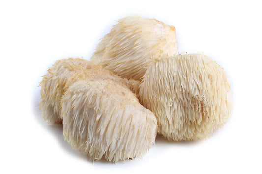 Lion’s Mane Mushroom - Brain Cognition - Mental Clarity - Focus Support - Brain Support - Troomy Nootropics in Whittier, CA