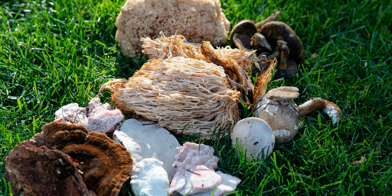 Functional Mushrooms  - Health benefits - Holistic Wellness -  Energy - Sleep - Mood Balance - Brain Health - Lion’s Mane - Reishi - Cordyceps - Troomy Nootropics in Whittier, CA