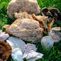 Functional Mushrooms  - Health benefits - Holistic Wellness -  Energy - Sleep - Mood Balance - Brain Health - Lion’s Mane - Reishi - Cordyceps - Troomy Nootropics in Whittier, CA