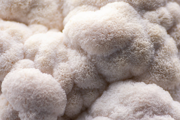 Lion’s Mane Mushroom - Brain Cognition - Mental Clarity - Focus Support - Brain Support - Troomy Nootropics in Whittier, CA