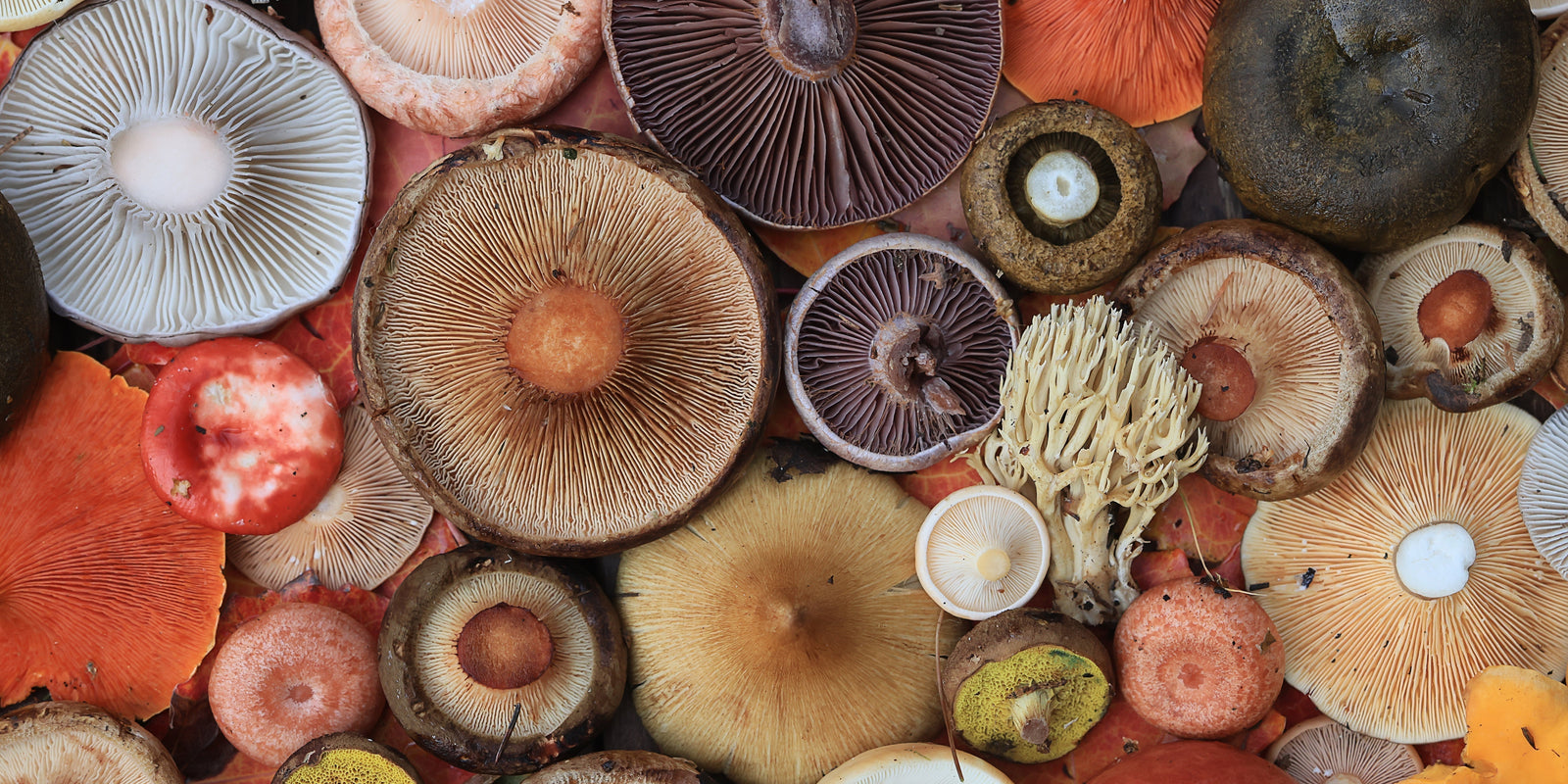 Guide to Functional Mushrooms - Which Supplements Should I be Taking? - Troomy Nootropics in Whittier, CA