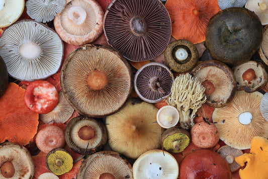 Guide to Functional Mushrooms - Which Supplements Should I be Taking? - Troomy Nootropics in Whittier, CA