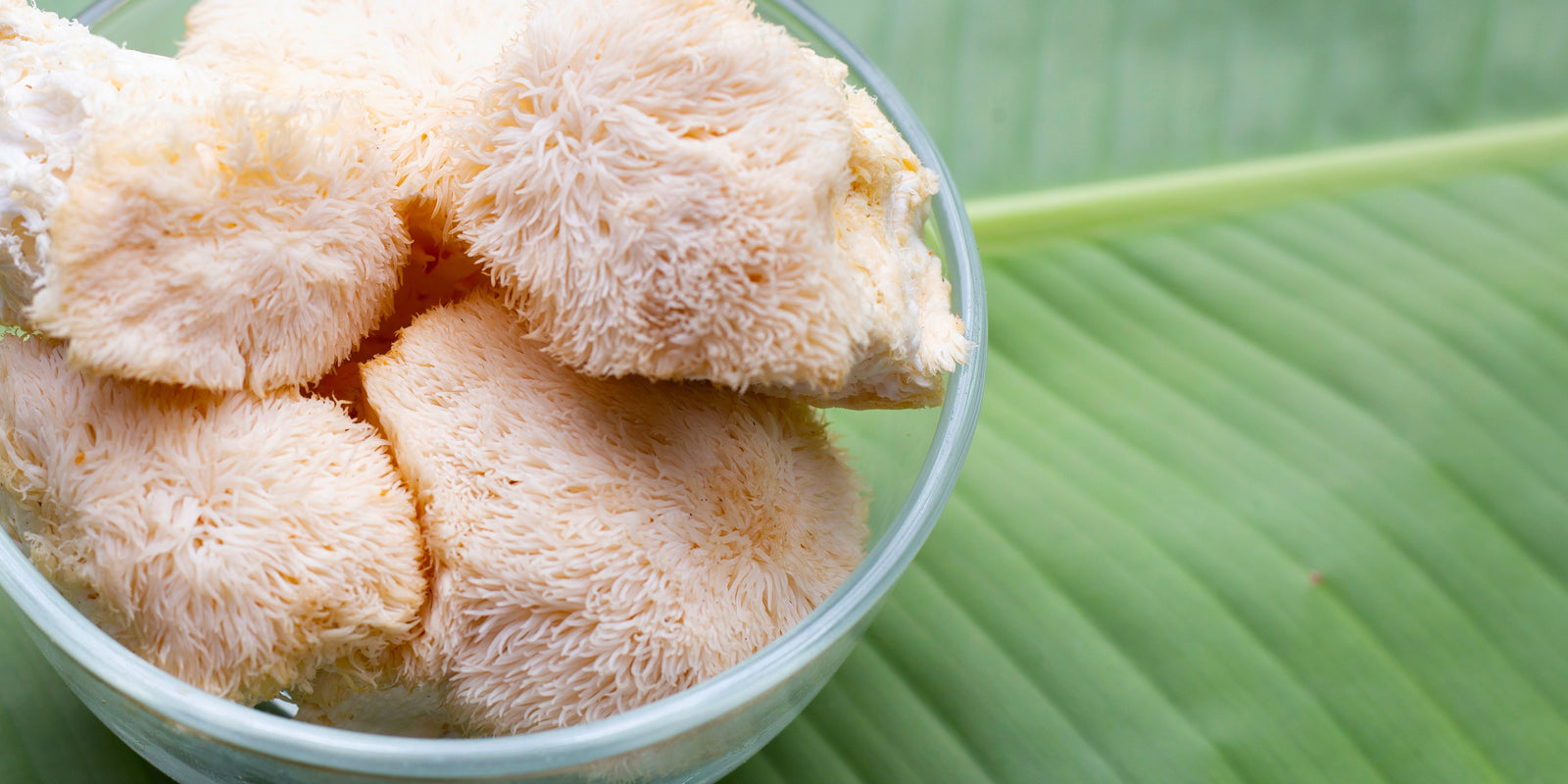 Lion’s Mane Mushroom - Brain Cognition - Mental Clarity - Focus Support - Brain Support - Troomy Nootropics in Whittier, CA