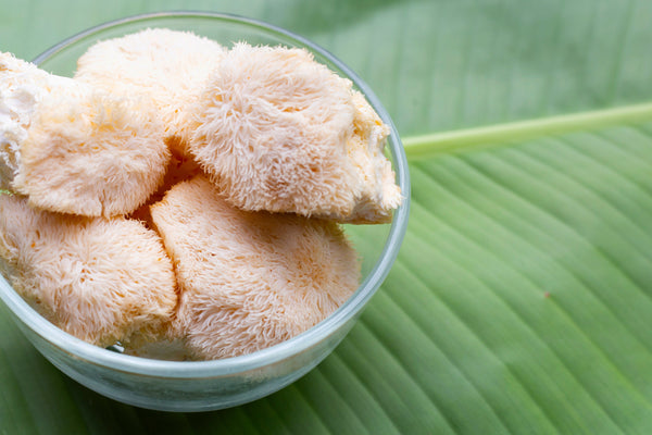 Lion’s Mane Mushroom - Brain Cognition - Mental Clarity - Focus Support - Brain Support - Troomy Nootropics in Whittier, CA