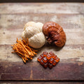 Best Mushroom Gummies for Beginners