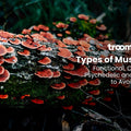 types of mushrooms