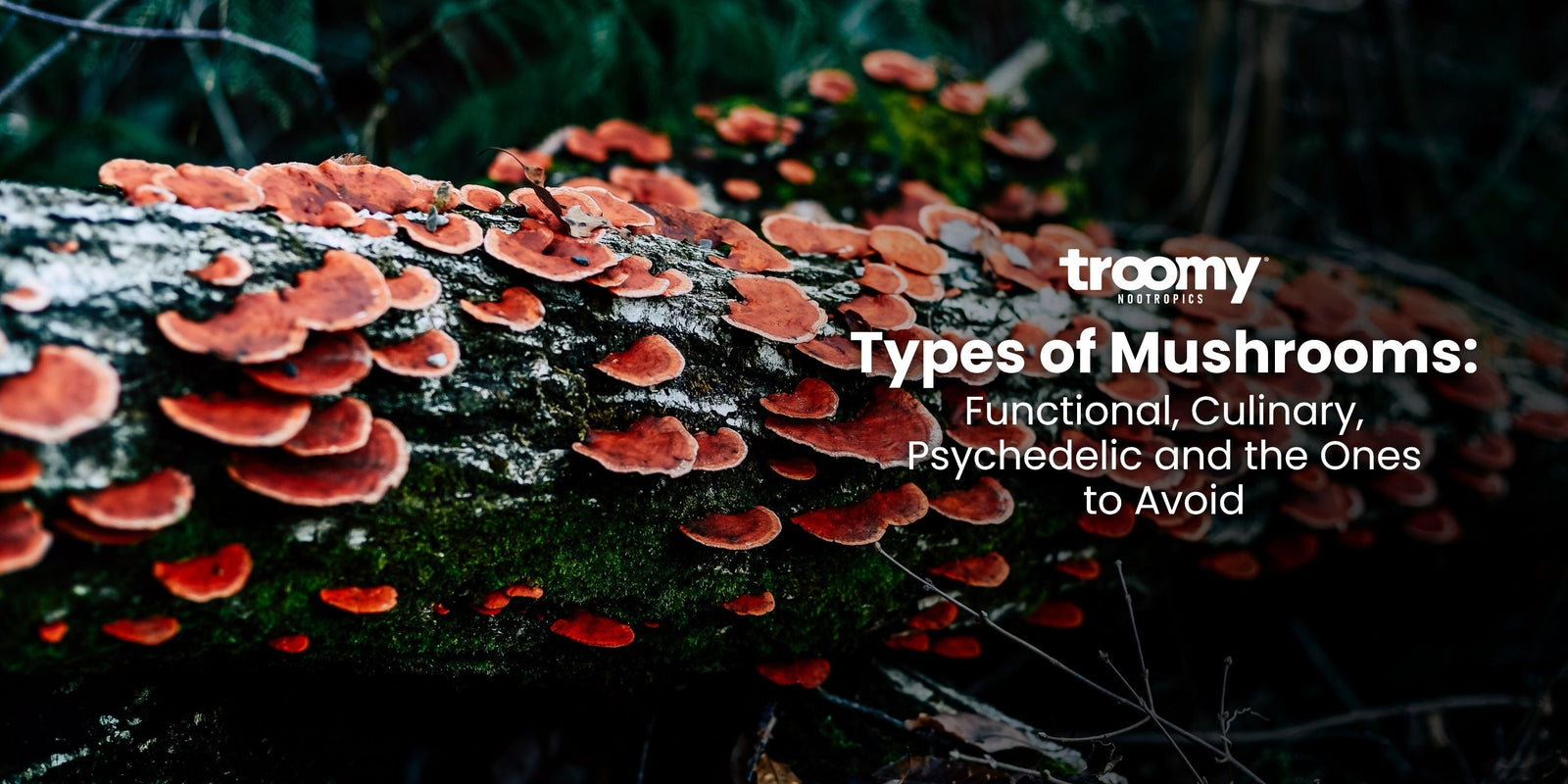 types of mushrooms