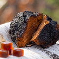 Chaga Mushroom