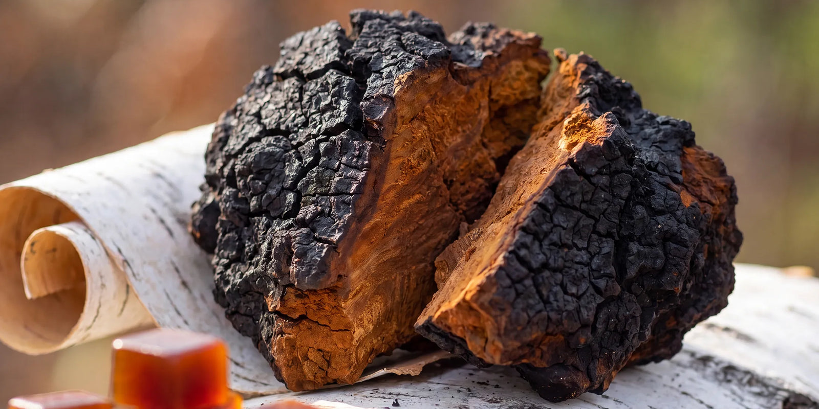 Chaga Mushroom