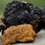 Chaga Mushroom -Functional Mushrooms  - Health benefits - Holistic Wellness  - Troomy Nootropics in Whittier, CA