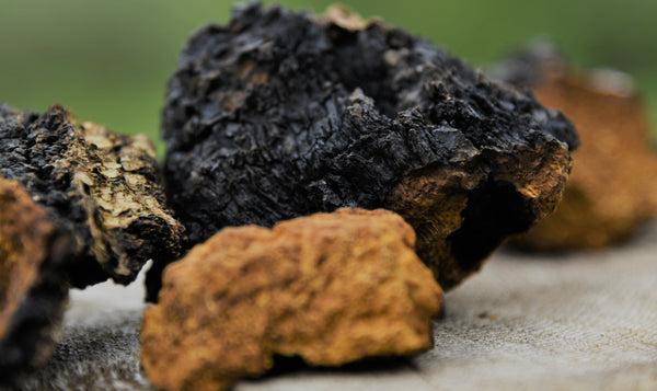 Chaga Mushroom -Functional Mushrooms  - Health benefits - Holistic Wellness  - Troomy Nootropics in Whittier, CA
