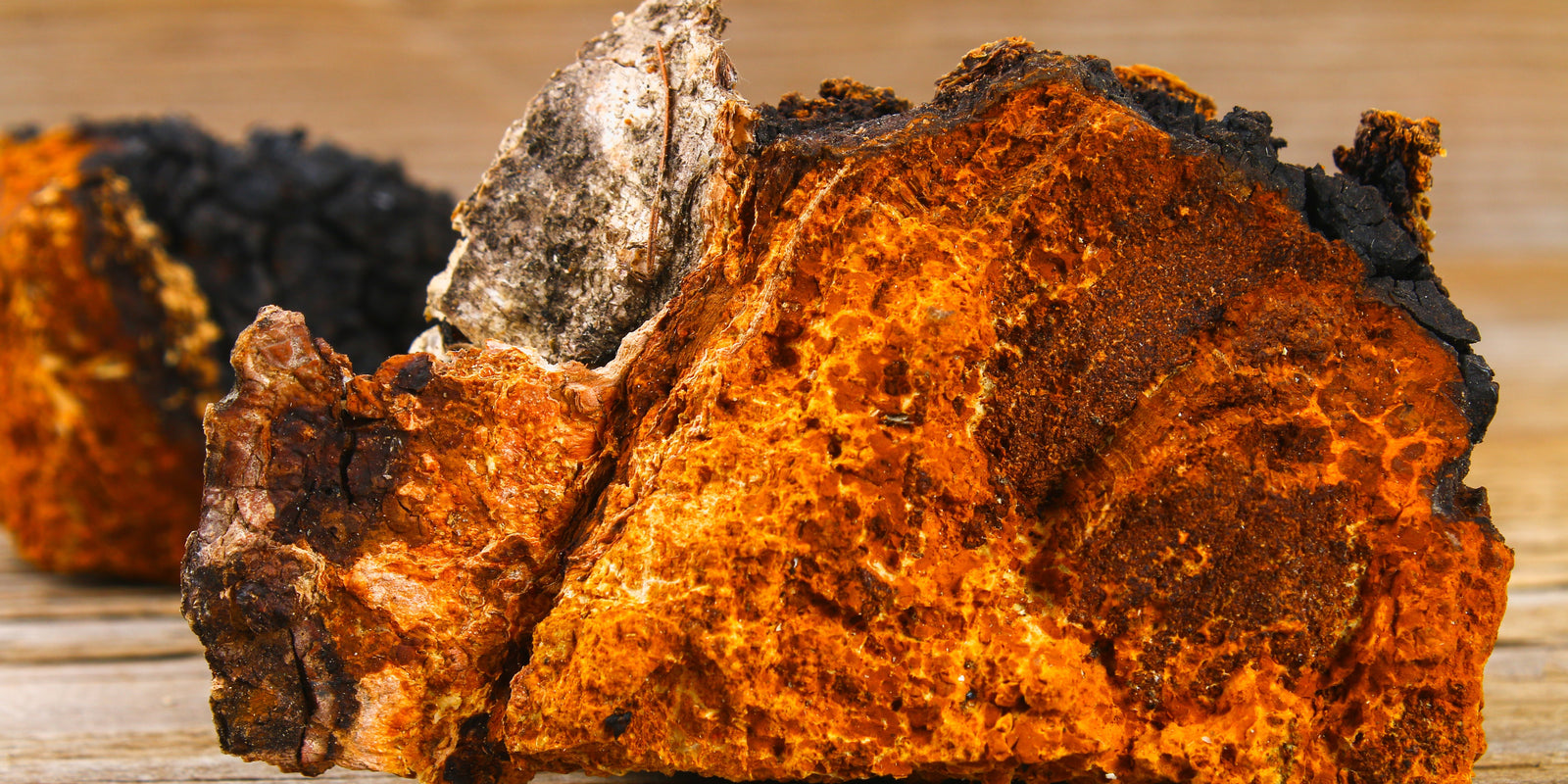Chaga Mushroom - Functional Mushrooms  - Health benefits - Holistic Wellness -  Energy - Sleep - Mood Balance - Brain Health - Lion’s Mane - Reishi - Cordyceps - Troomy Nootropics in Whittier, CA