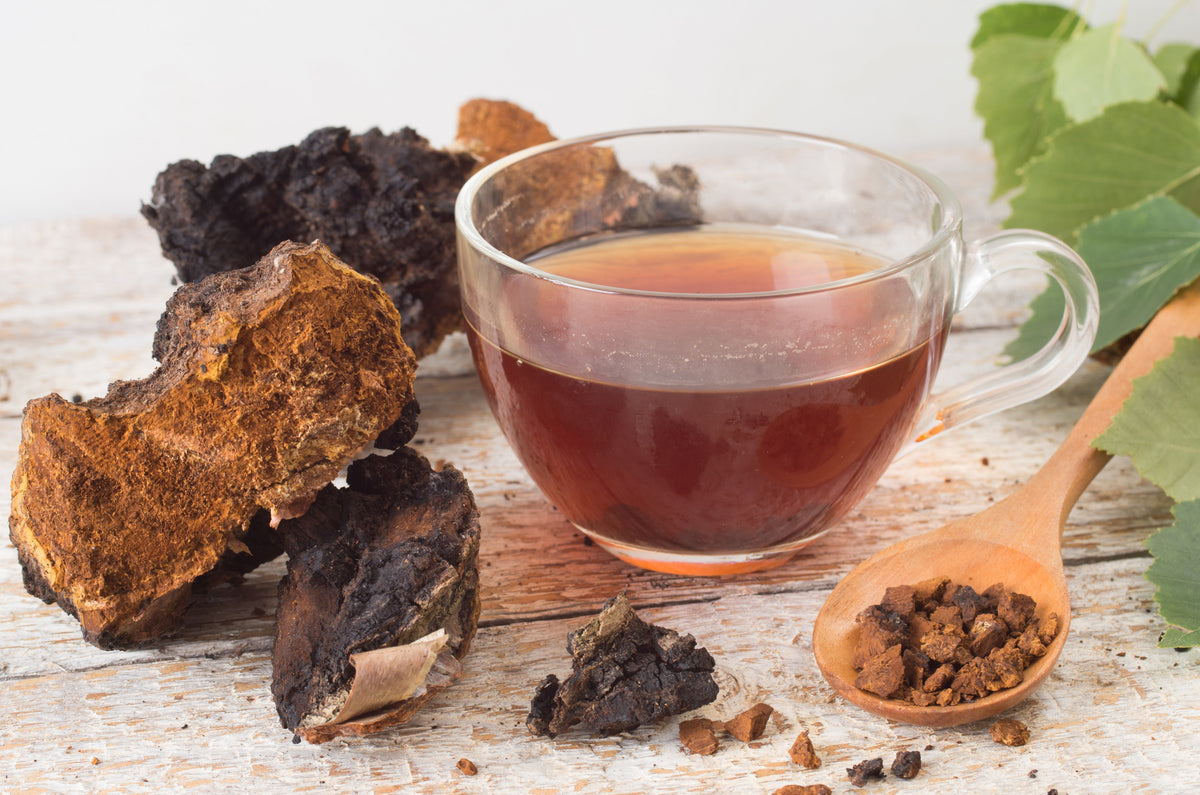 2. Chaga Mushroom Coffee Inonotus obliquus