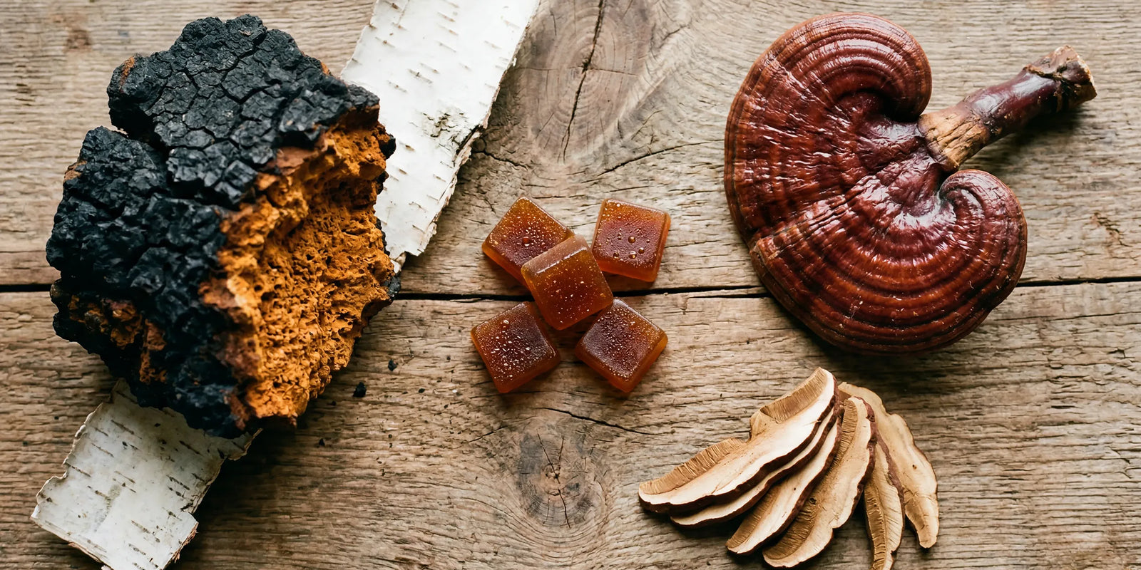 Chaga vs Reishi