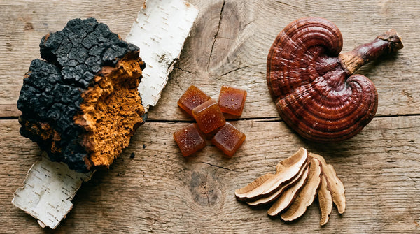 Chaga vs Reishi