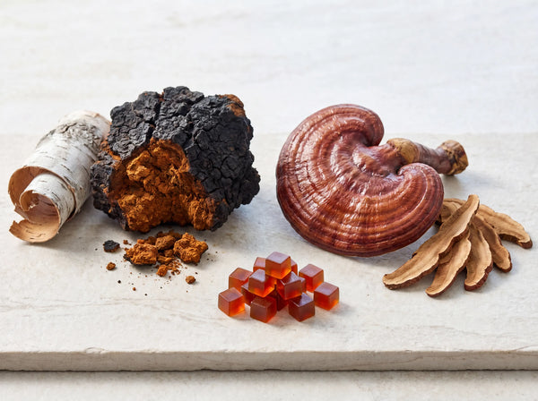 Chaga vs Reishi