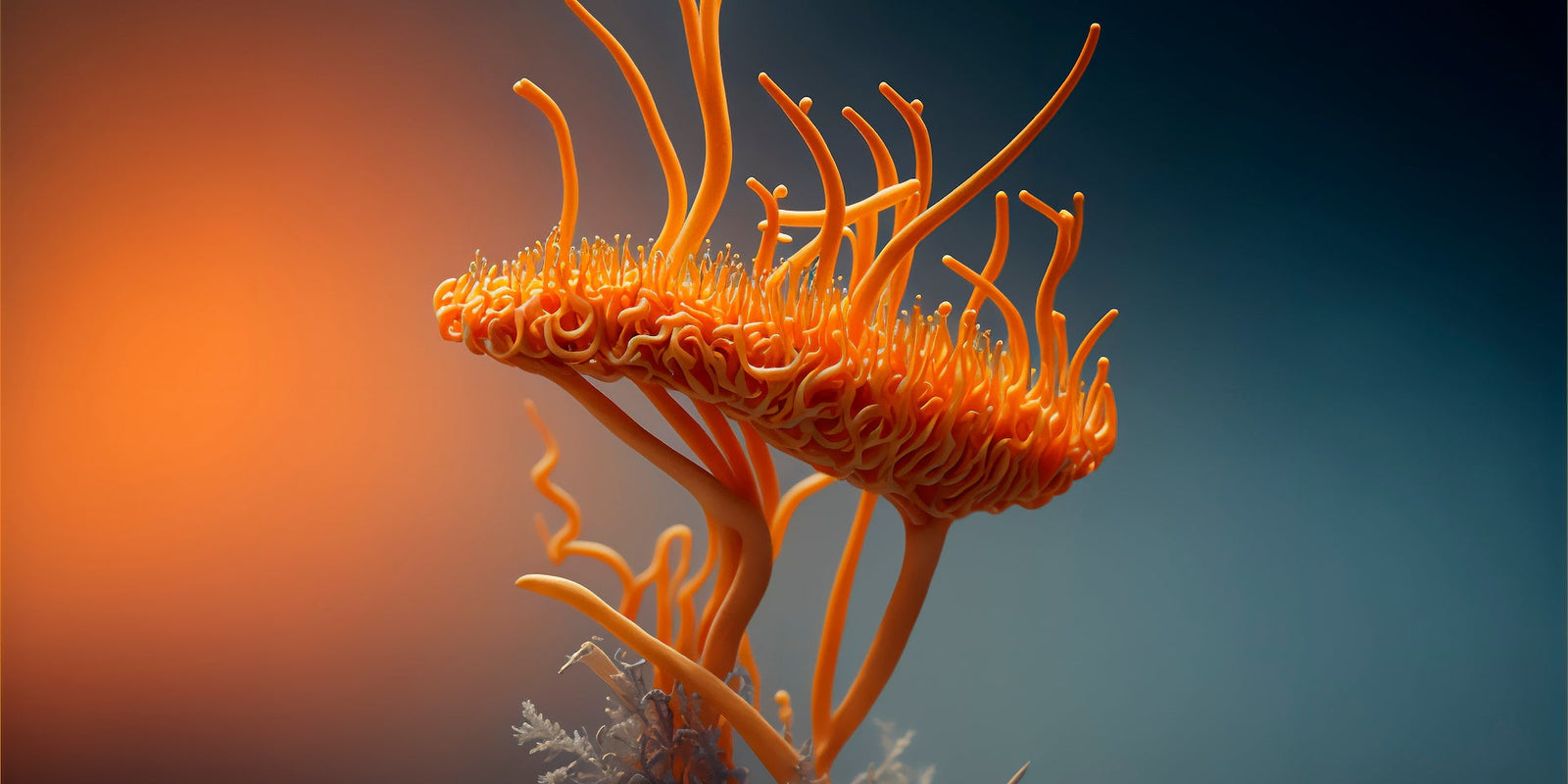 Cordyceps Mushroom - Energy Support - Workout Focus - Natural Energy - Pre Workout -Lemon Lime - Troomy Nootropics in Whittier, CA