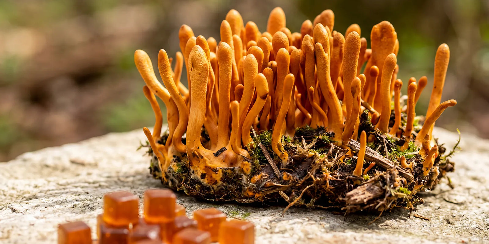 Cordyceps Mushroom Benefits