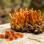 Cordyceps Mushroom Benefits