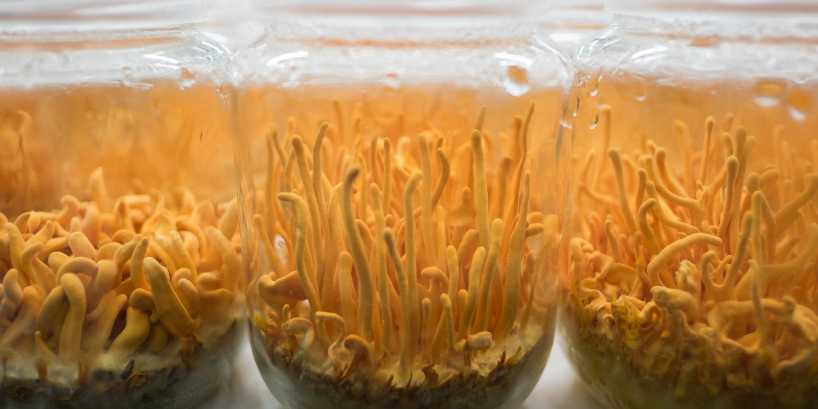 Cordyceps Mushroom - Energy Support - Workout Focus - Natural Energy - Pre Workout -Lemon Lime - Troomy Nootropics in Whittier, CA