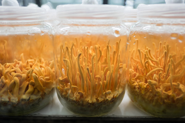 Cordyceps Mushroom - Energy Support - Workout Focus - Natural Energy - Pre Workout -Lemon Lime - Troomy Nootropics in Whittier, CA